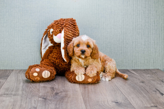 Cavapoo Puppy for Adoption