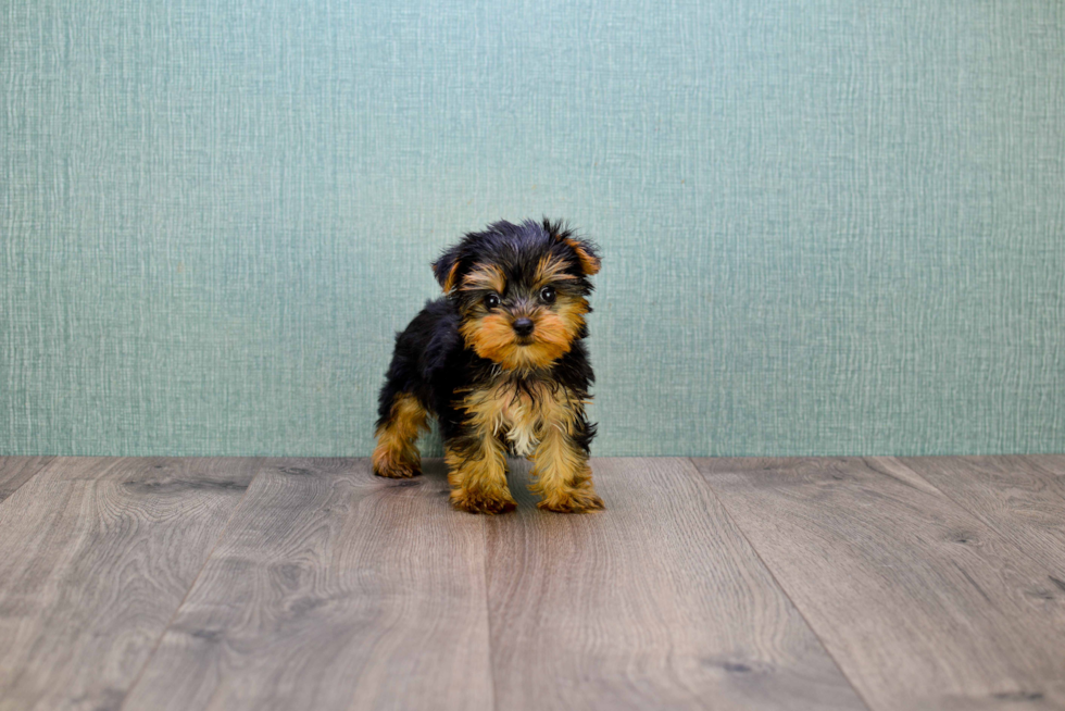 Meet Nugget - our Yorkshire Terrier Puppy Photo 