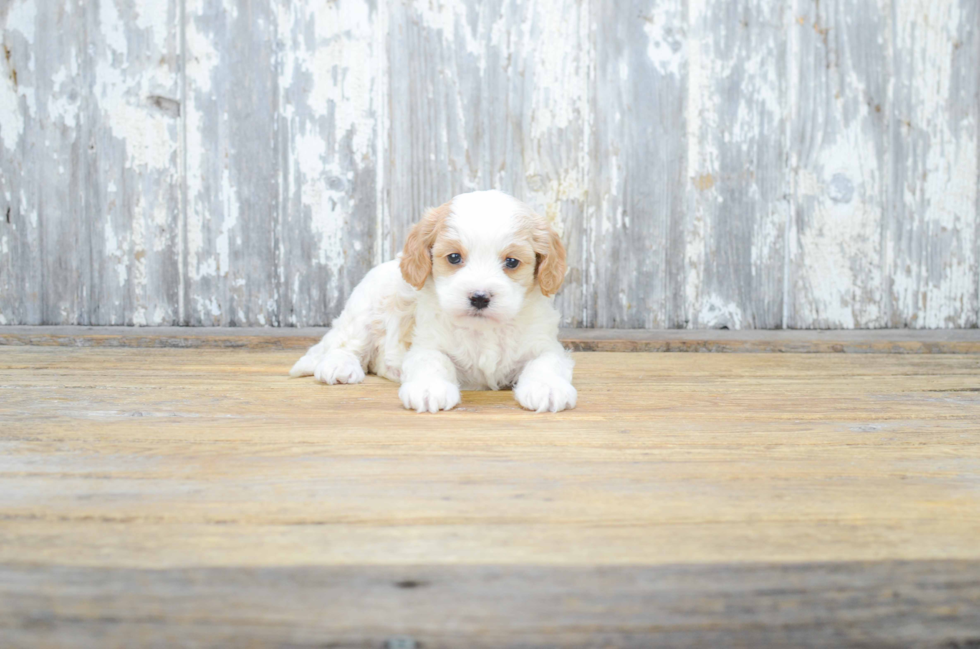 Cavapoo Puppy for Adoption