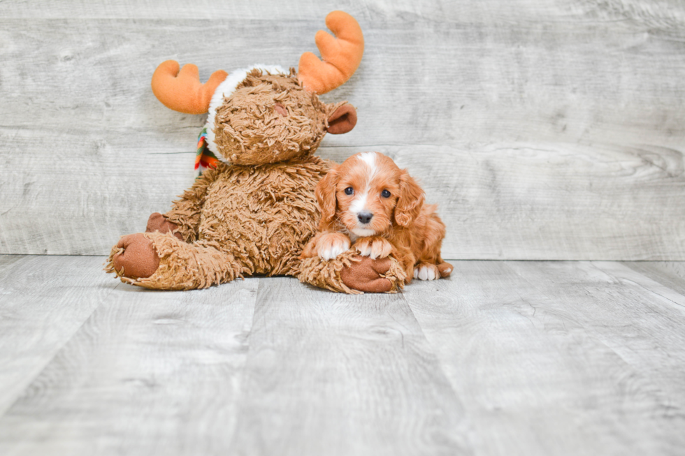 Cute Cavapoo Baby