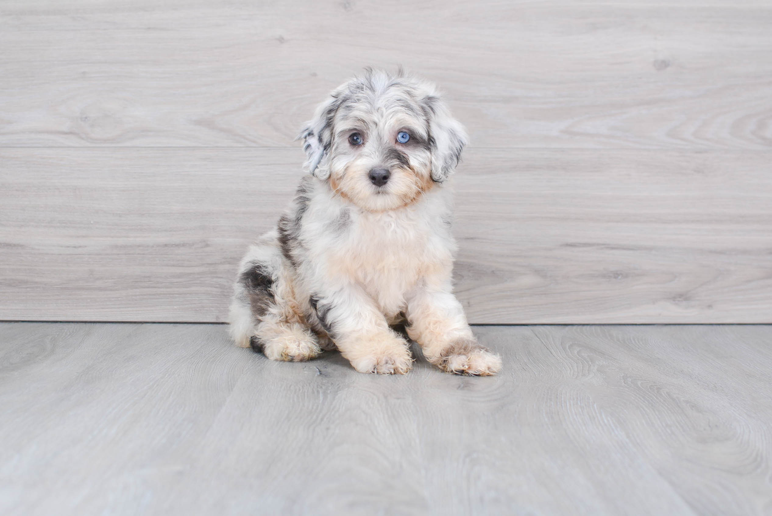 Mini Aussiedoodle Puppy for Adoption