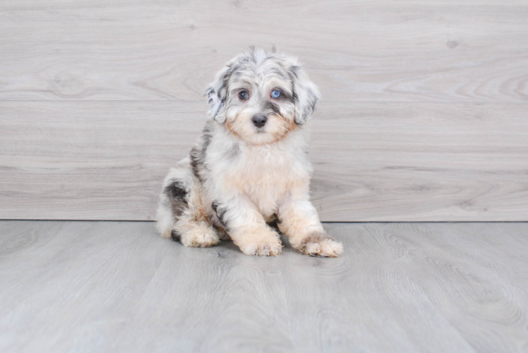 Mini Aussiedoodle Puppy for Adoption