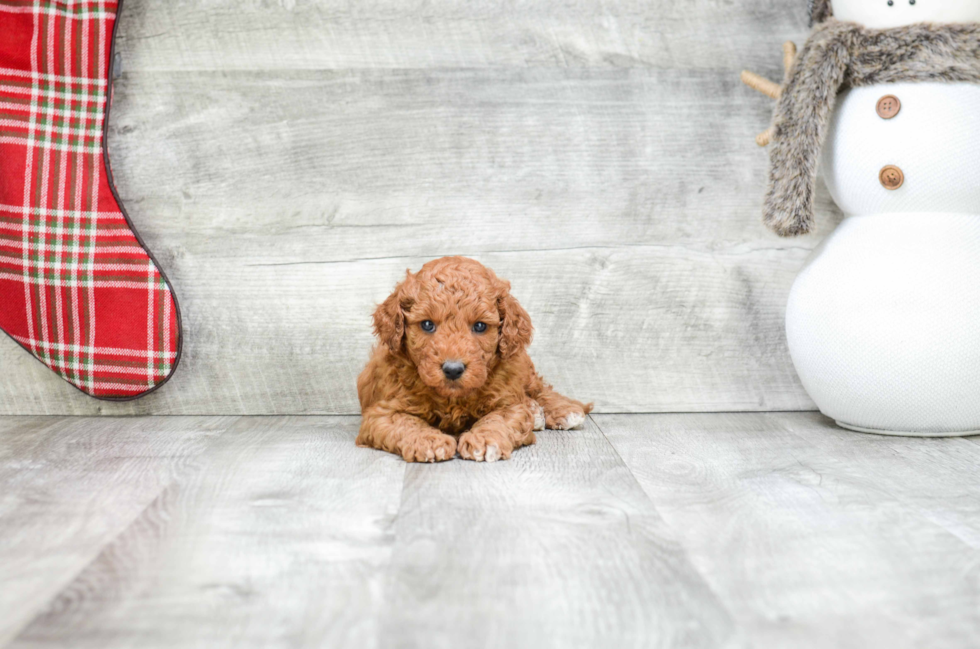 Little Golden Retriever Poodle Mix Puppy