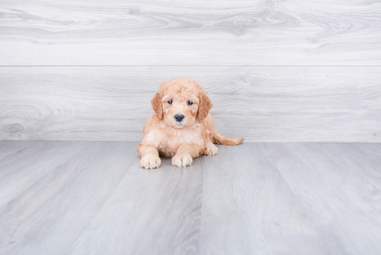 Fluffy Mini Goldendoodle Poodle Mix Pup