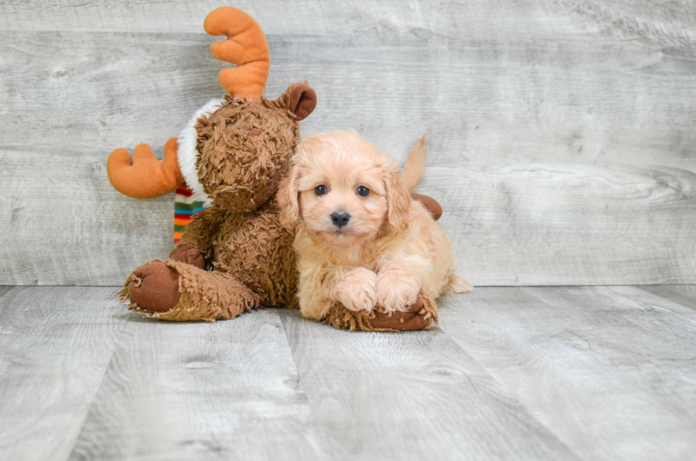 Small Cavachon Baby