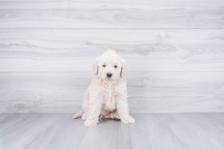 Petite Mini Goldendoodle Poodle Mix Pup