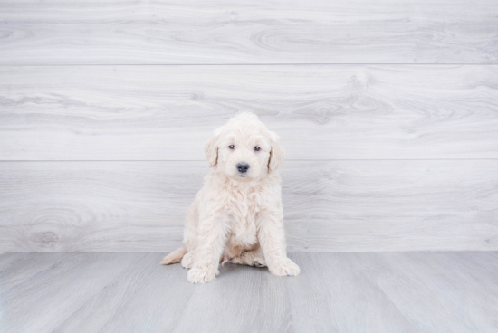 Petite Mini Goldendoodle Poodle Mix Pup