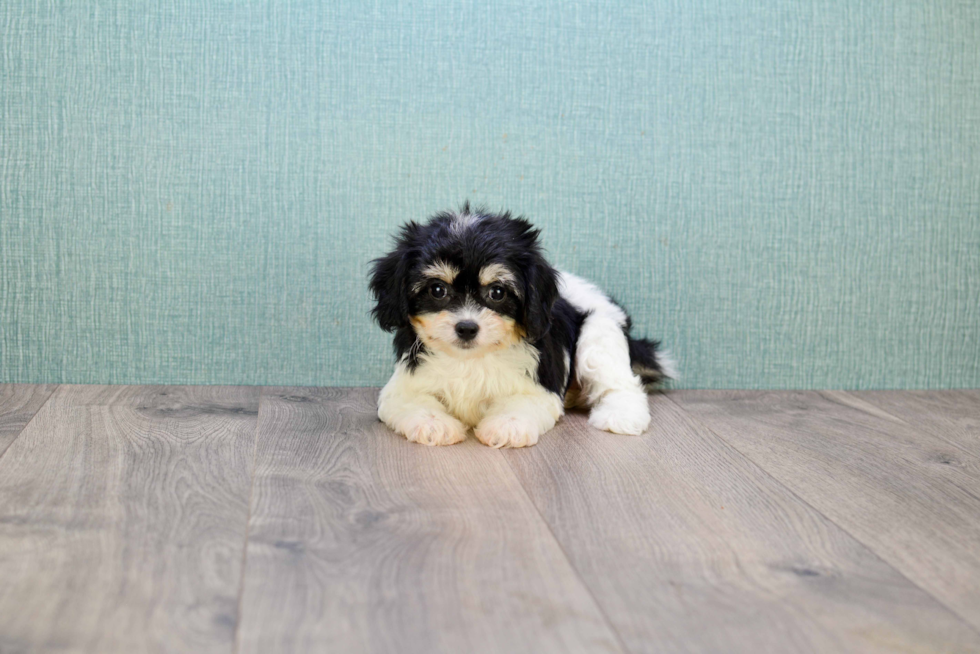 Hypoallergenic Cavalier Designer Puppy