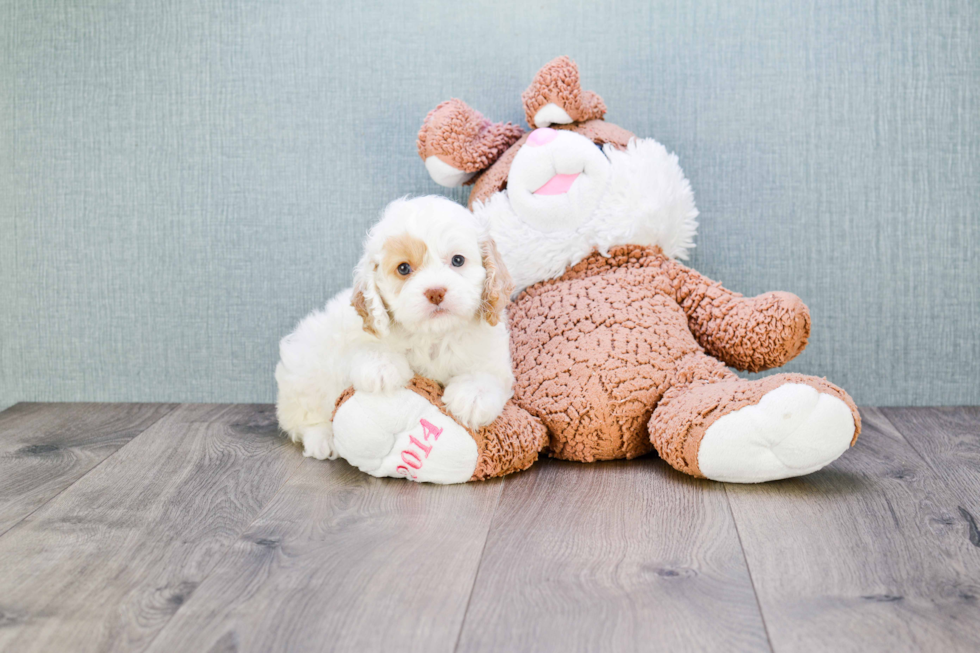 Cute Cavapoo Baby