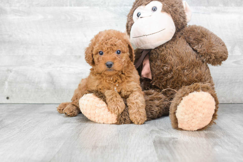 Best Cavapoo Baby