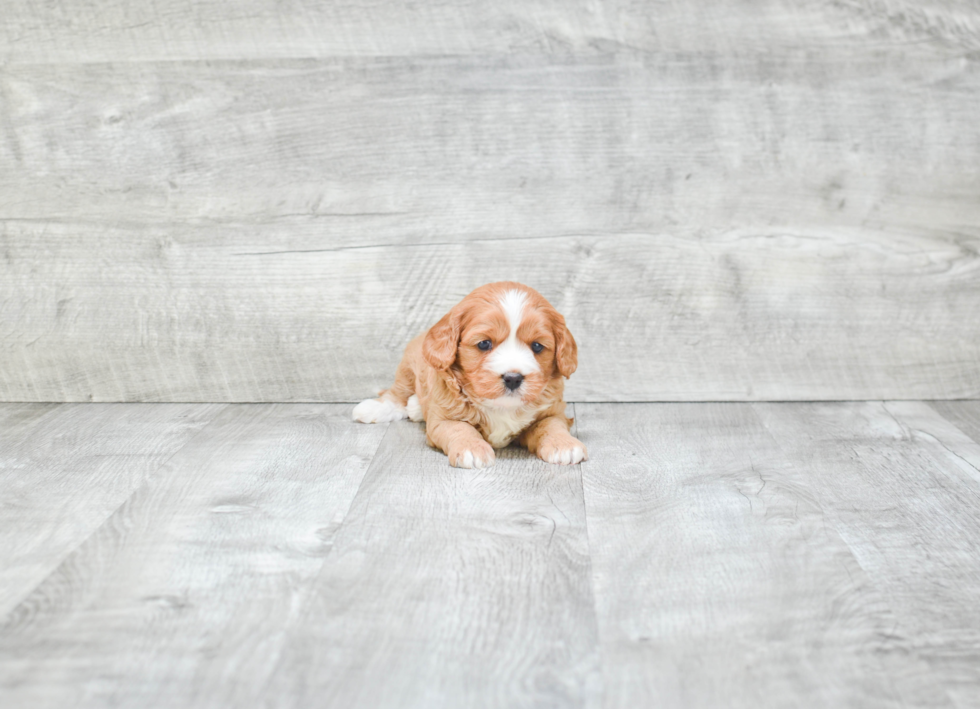 Cavapoo Pup Being Cute