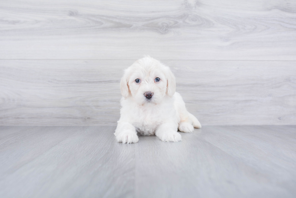 Small Mini Labradoodle Baby