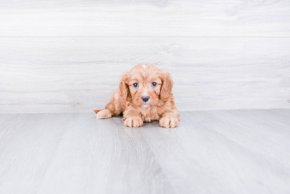 Cavapoo Pup Being Cute