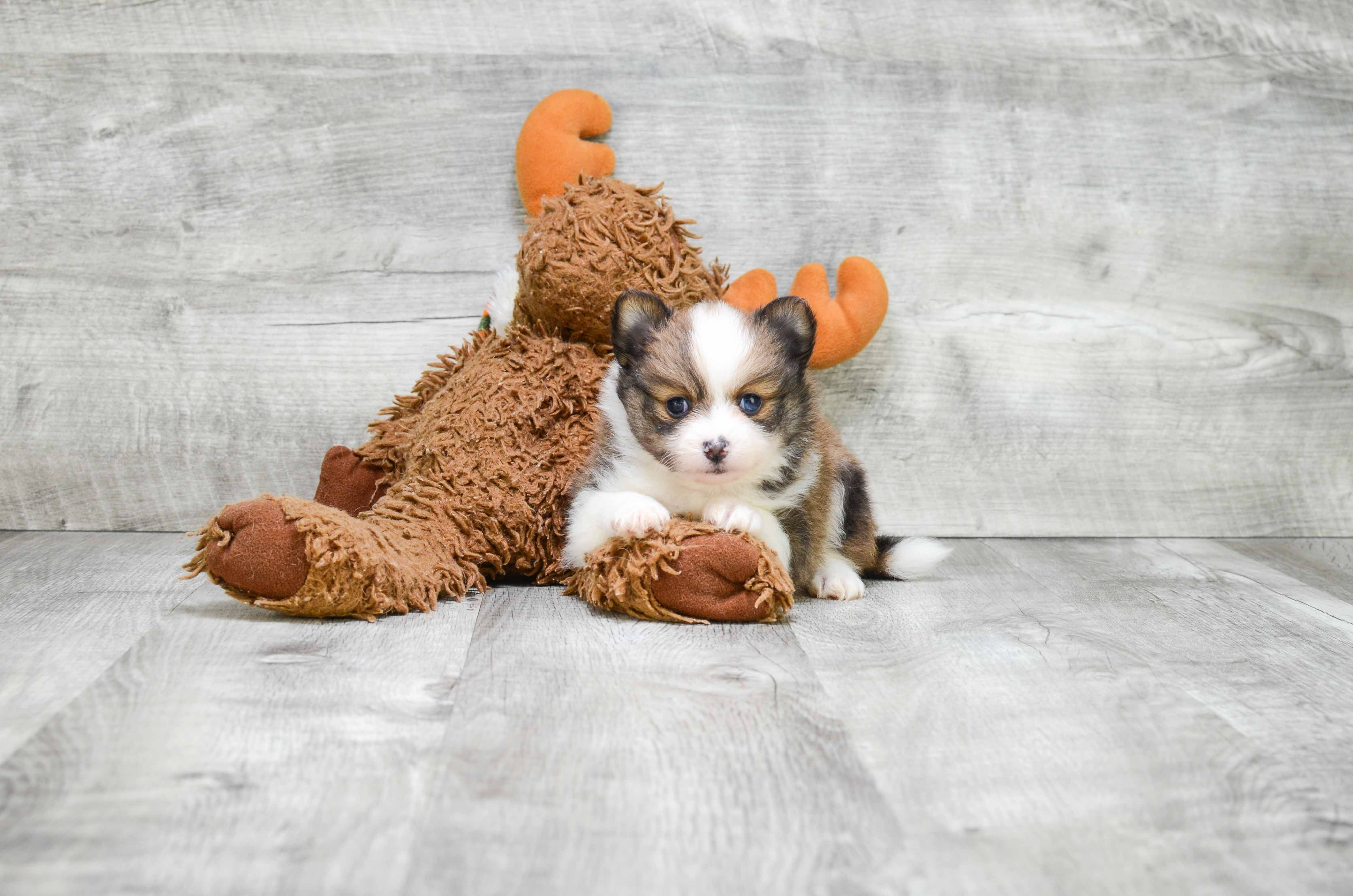 Popular Pomeranian Baby