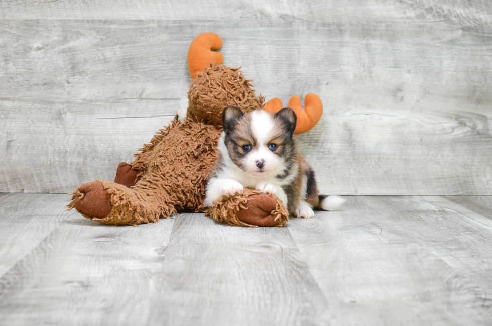 Popular Pomeranian Baby