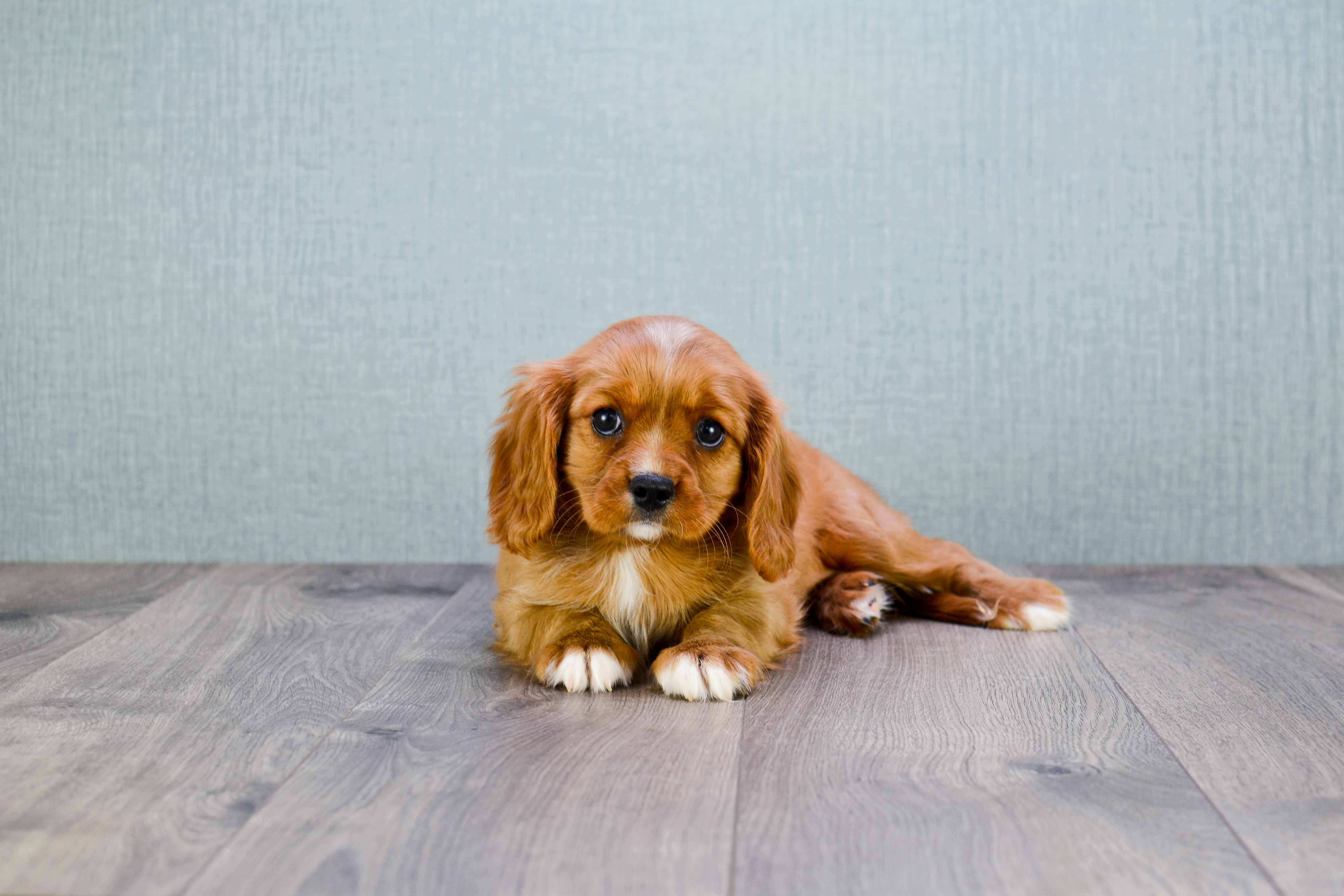 Cavalier King Charles Spaniel Puppy for Adoption