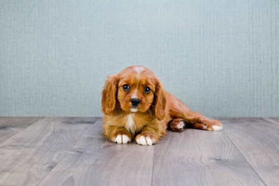 Cavalier King Charles Spaniel Puppy for Adoption