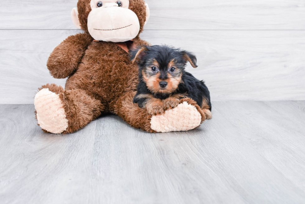 Meet Capone - our Yorkshire Terrier Puppy Photo 