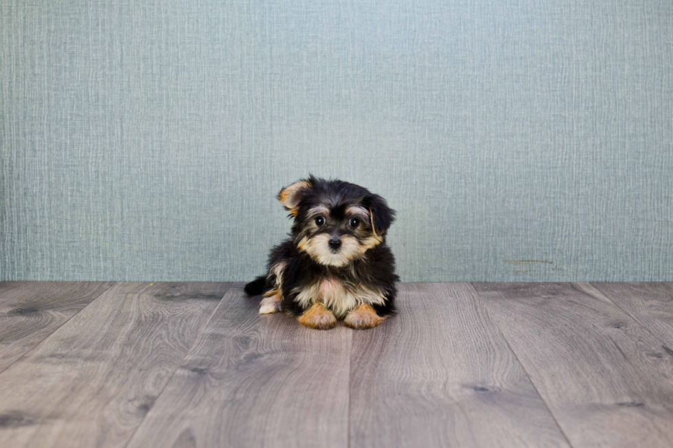 Morkie Pup Being Cute