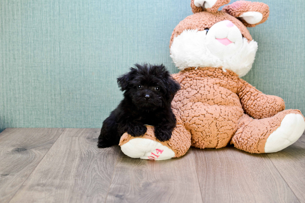 Adorable Yorkie Doodle Poodle Mix Puppy