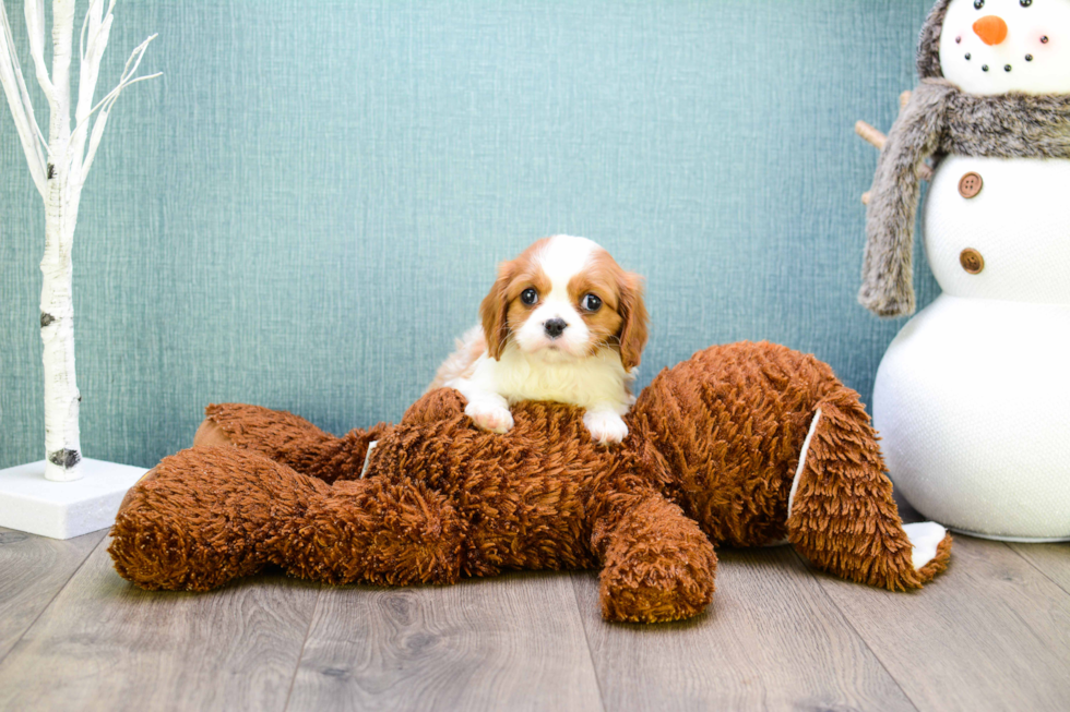 Cavalier King Charles Spaniel Pup Being Cute