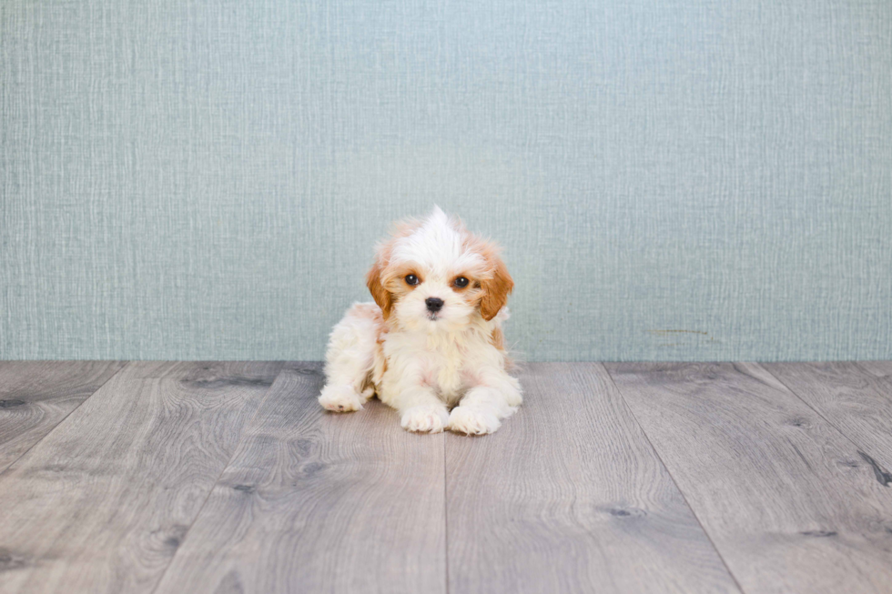 Friendly Cavachon Baby