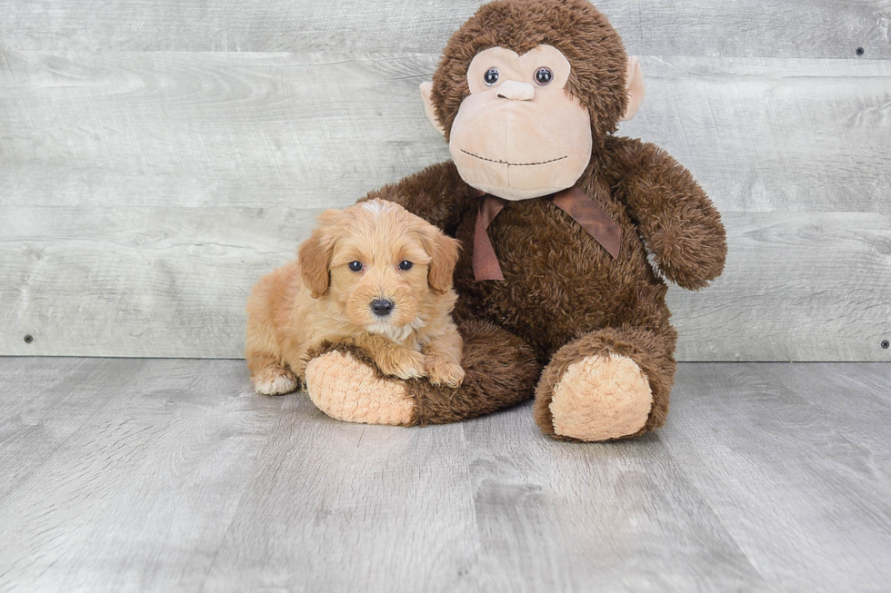 Best Mini Bernedoodle Baby