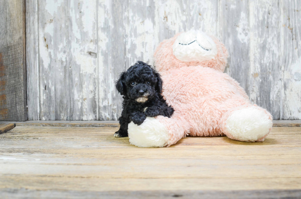 Best Poodle Baby