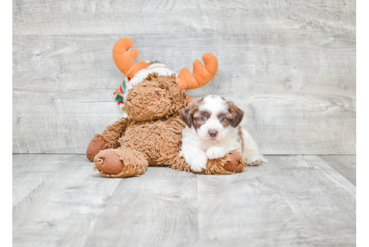 Teddy Bear Pup Being Cute