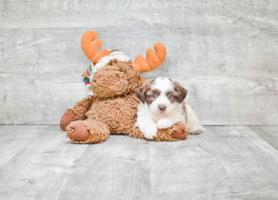 Teddy Bear Pup Being Cute