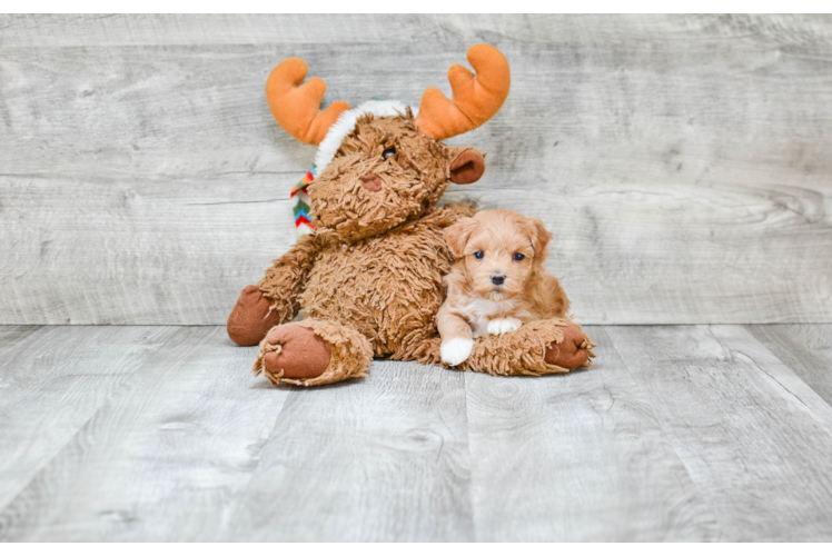 Small Maltipoo Baby