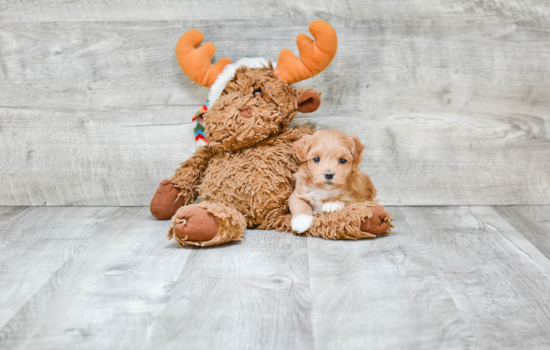 Small Maltipoo Baby