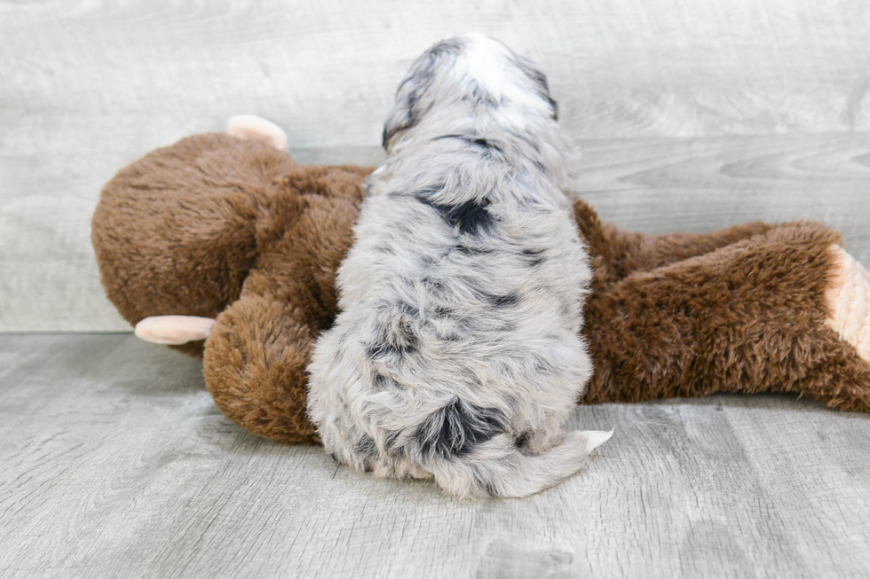 Mini Bernedoodle Pup Being Cute