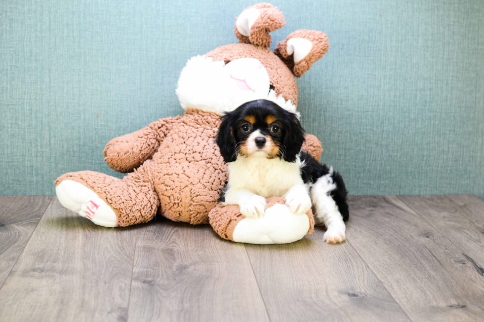 Small Cavalier King Charles Spaniel Purebred Pup