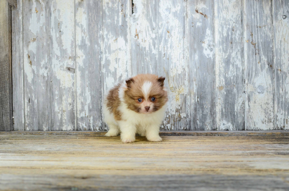 Pomeranian Pup Being Cute