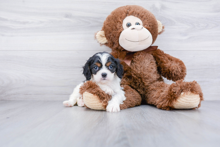 Cavalier King Charles Spaniel Puppy for Adoption