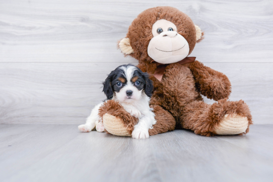 Cavalier King Charles Spaniel Puppy for Adoption