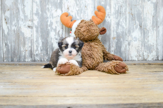 Fluffy Teddy Bear Designer Pup