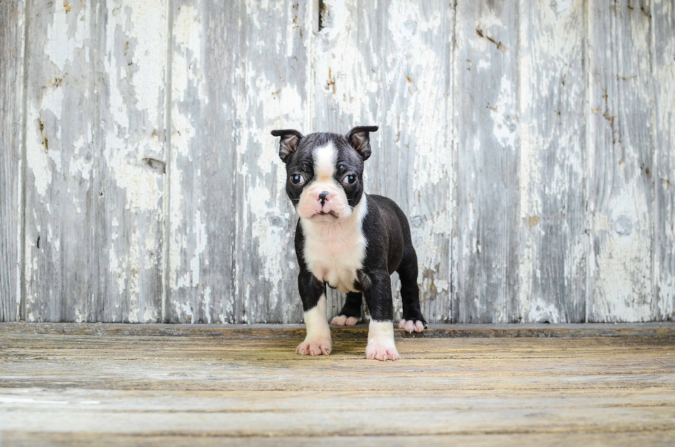 Little Boston Terrier Purebred Pup