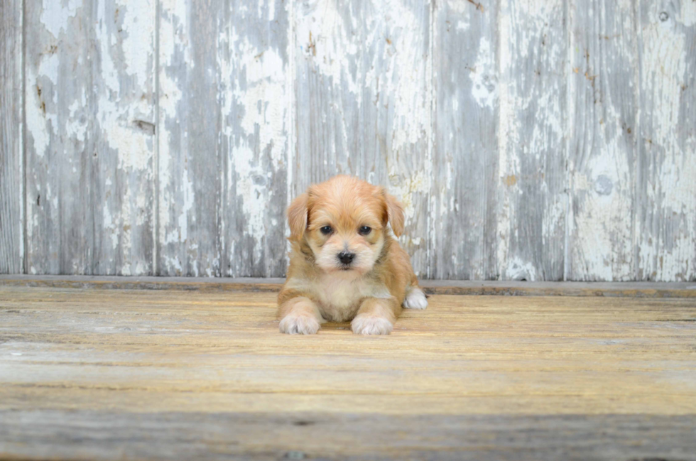 Playful Yorkie Designer Puppy