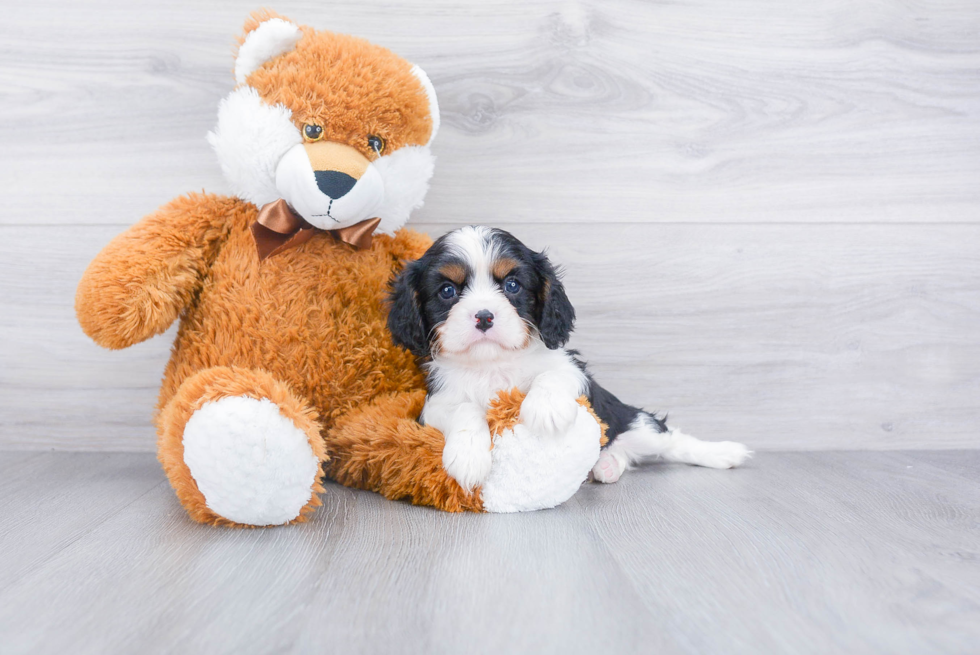 Cavalier King Charles Spaniel Pup Being Cute