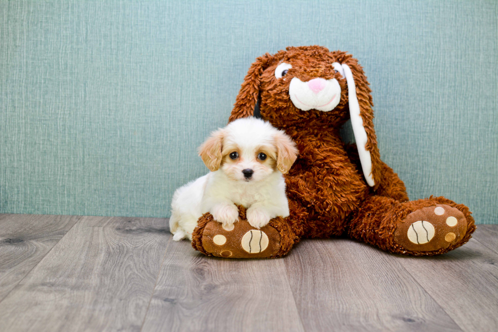 Popular Cavachon Designer Pup