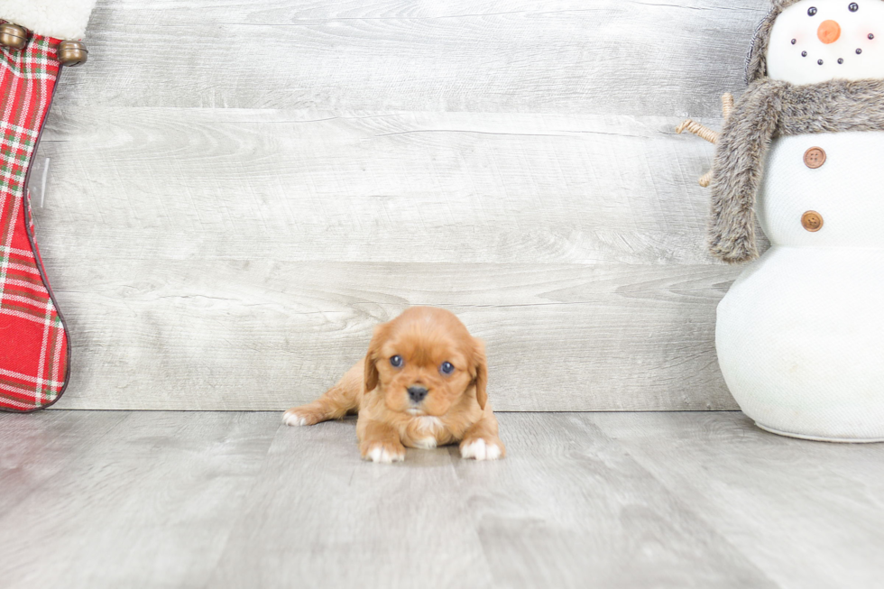 Sweet Cavalier King Charles Spaniel Purebred Puppy