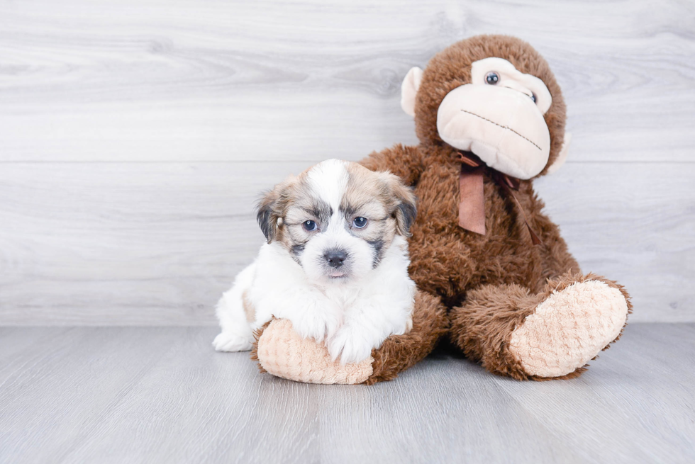 Fluffy Teddy Bear Designer Pup