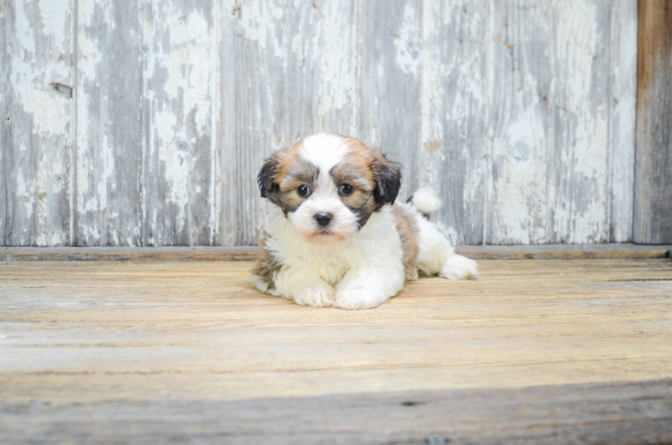 Popular Teddy Bear Designer Pup