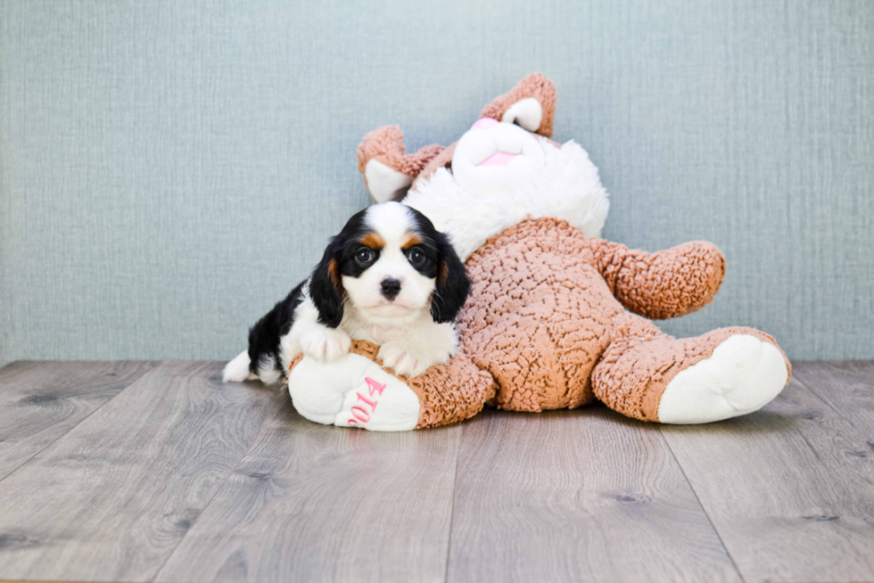 Best Cavalier King Charles Spaniel Baby