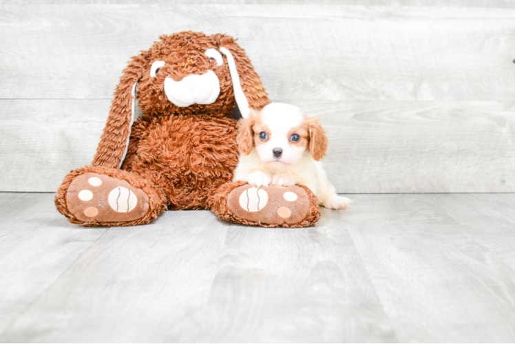 Funny Cavalier King Charles Spaniel Baby