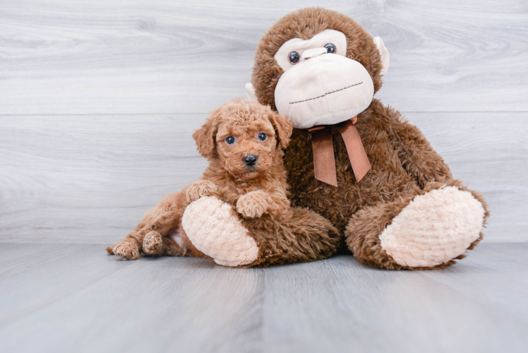 Friendly Mini Goldendoodle Baby