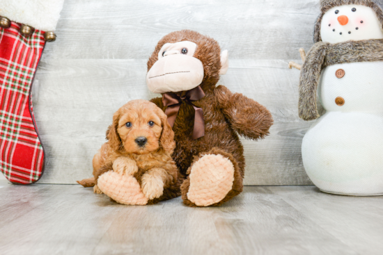 Mini Goldendoodle Pup Being Cute