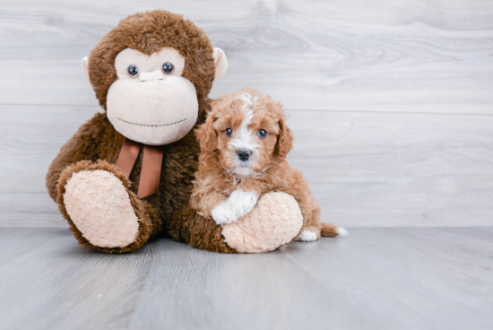 Cavapoo Puppy for Adoption